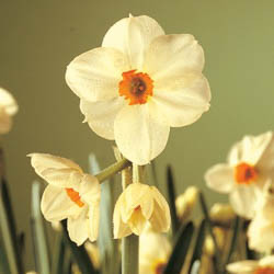 Daffodils classification, Daffodils types, Daffodils Groups, Narcissus classification, Narcissus types, Narcissus Groups, Narcissus Divisions, Daffodils Divisions